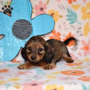 Twinkie, Dachshund Puppy
